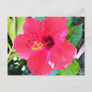 Hawaii Red Hibiscus Flower Postcard