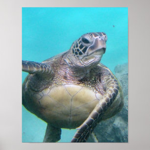Hawaii Sea Turtle Poster