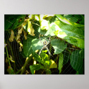 Hawaii spider web poster