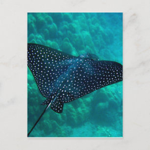 Hawaii Spotted Eagle Ray Postcard