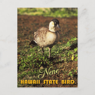 Hawaii State Bird - Nene or Hawaiian Goose Postcard