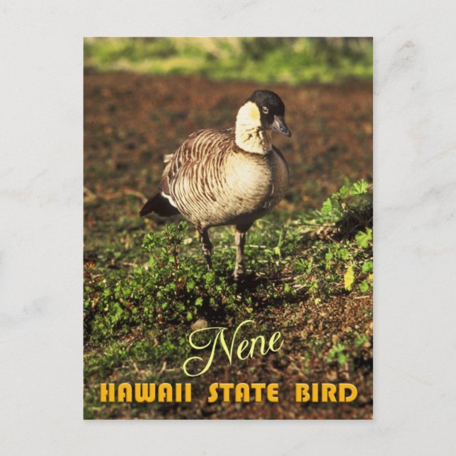 Hawaii State Bird - Nene or Hawaiian Goose Postcard (Front)