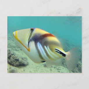 Hawaii State Fish - Humuhumunukunukuapua'a Postcard