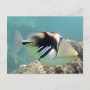 Hawaii State Fish - Humuhumunukunukuapua'a Postcard