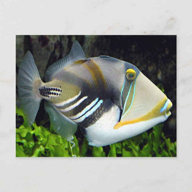 Hawaii state fish postcard (Front)