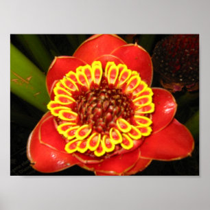 Hawaii Torch Ginger Poster