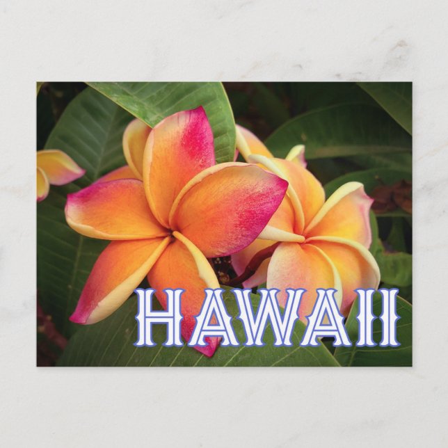  Hawaii  Travel Postcard  (Front)
