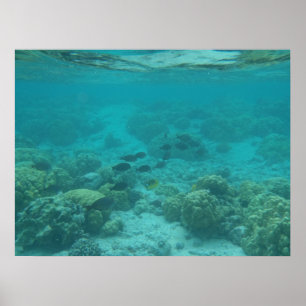 Hawaii tropical fish underwater scenic canvas poster