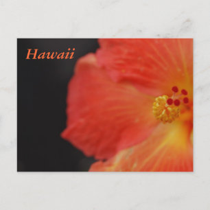 Hawaii Tropical Flower Postcard
