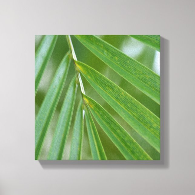 Hawaii Tropical Palm Tree Canvas Print (Front)