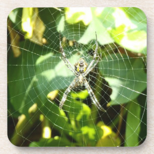 Hawaii tropical spider web coasters