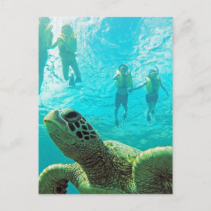 Hawaii Turtle and Snorkelers Postcard