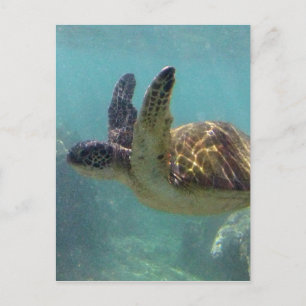 Hawaii Turtle Postcard