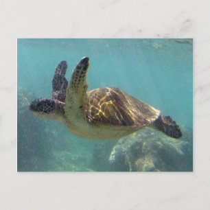 Hawaii Turtle Postcard