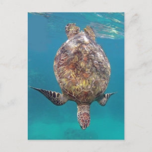 Hawaii Turtle Shell Postcard