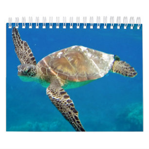 Hawaii Turtles Calendar