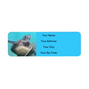 Hawaii Turtles - Honu
