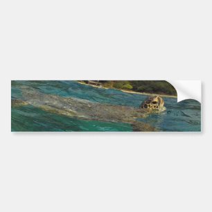 Hawaii Turtles - Honu Bumper Sticker