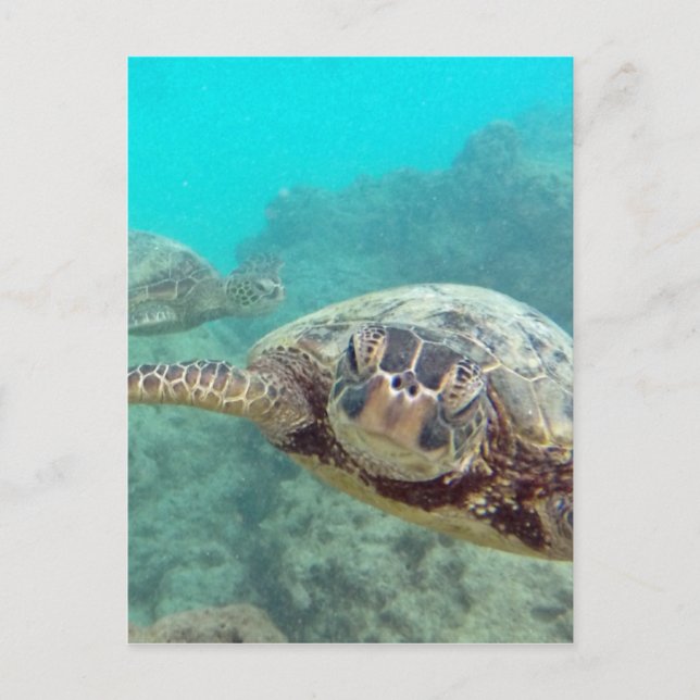 Hawaii Turtles - Honu Postcard (Front)