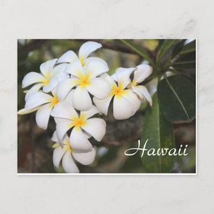 Hawaii, White flowers, Post Card