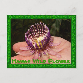 Hawaii Wild Flower Postcard