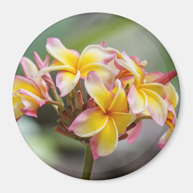 Hawaii Yellow Pink Plumeria Flowers Magnet (Front)