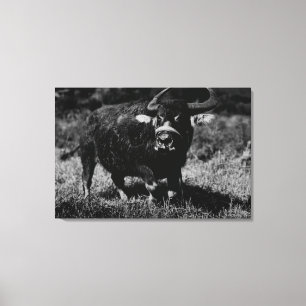 HawaiiA Water Buffalo  PhotographHawaii Canvas Print