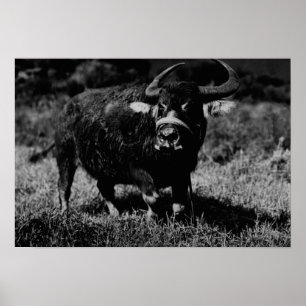 HawaiiA Water Buffalo PhotographHawaii Poster