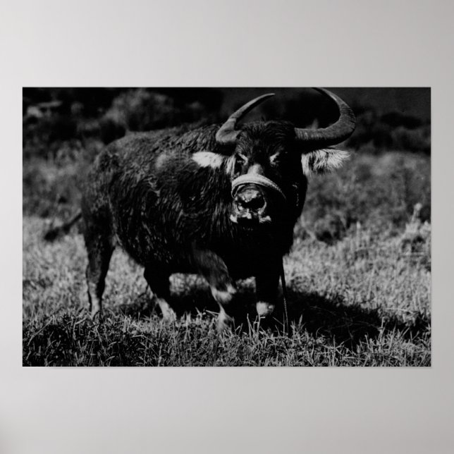 HawaiiA Water Buffalo  PhotographHawaii Poster (Front)