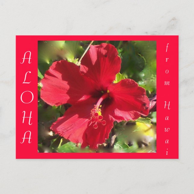 Hawaiian Aloha Red Hibiscus Flower Postcard (Front)