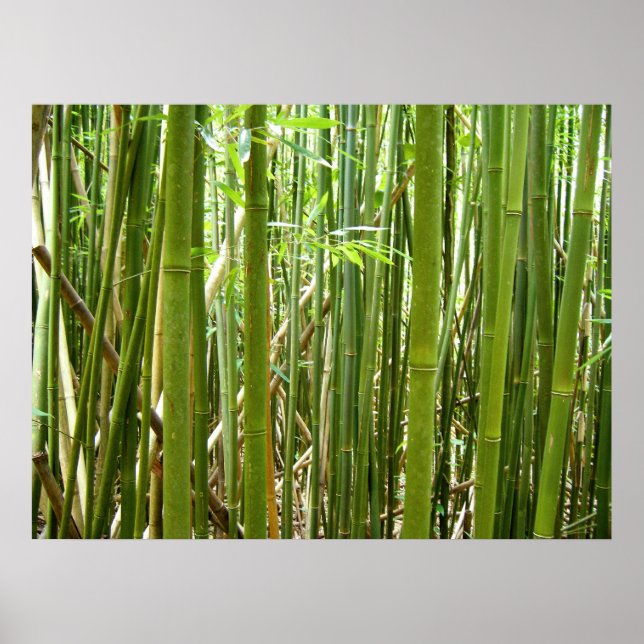 Hawaiian Bamboo Poster (Front)