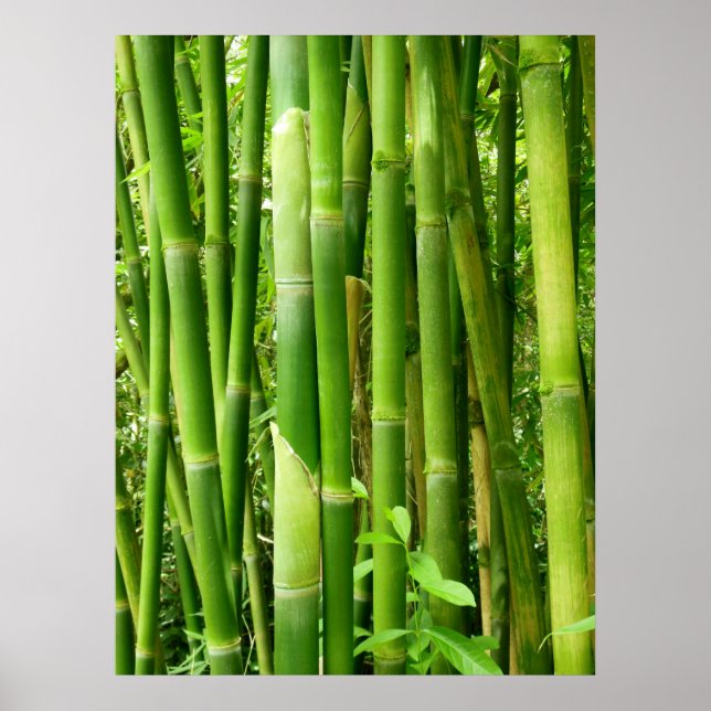 Hawaiian Bamboo Poster (Front)
