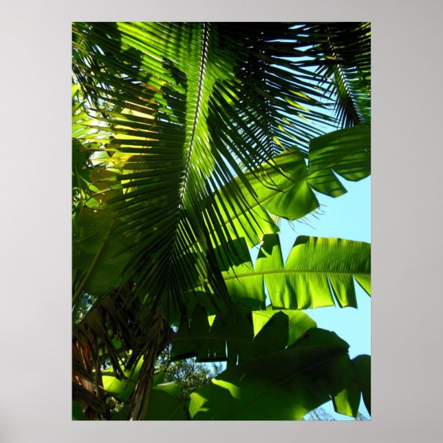 Hawaiian Banana and Coconut Trees Poster (Front)