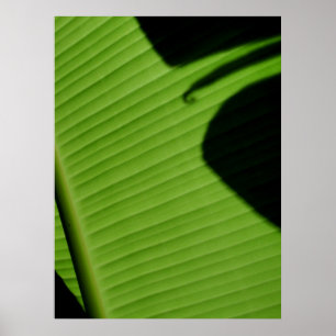 Hawaiian Banana Leaf Poster