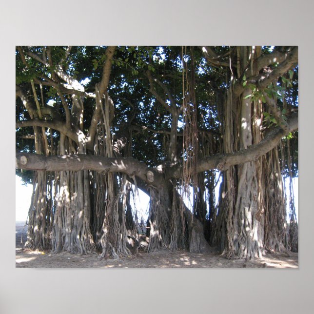 Hawaiian Banyan Tree Poster (Front)