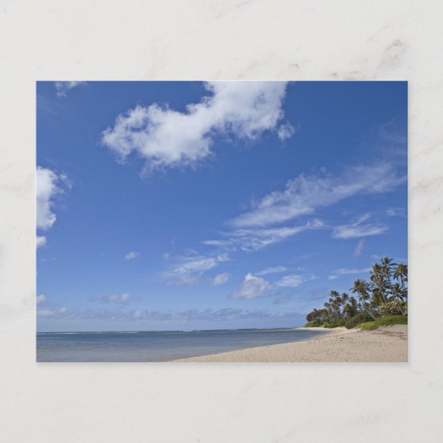 Hawaiian beach with palm trees. postcard (Front)