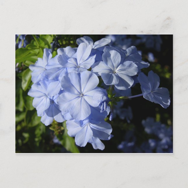 Hawaiian Blue Plumbago flower  Postcard (Front)