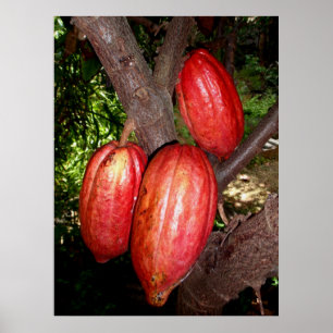 Hawaiian Cacao Pods Poster
