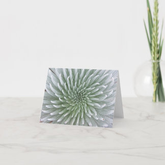 Hawaiian Cactus Succulent Note Card