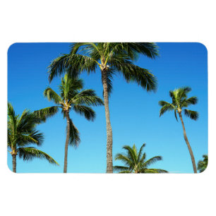 Hawaiian Coconut Trees Photo Magnet