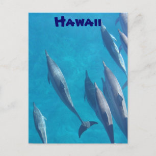 Hawaiian dolphins postcard