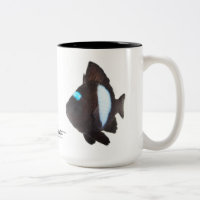 Hawaiian Domino Damselfish, Dascyllus albisella