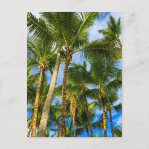 Hawaiian Exotic Beach Palm Trees Postcard