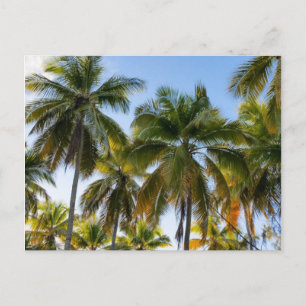 Hawaiian Exotic Beach Palm Trees Postcard