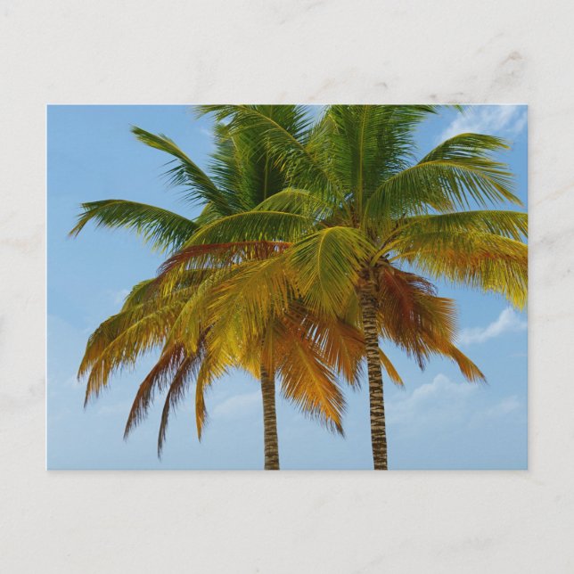 Hawaiian Exotic Beach Palm Trees Postcard (Front)
