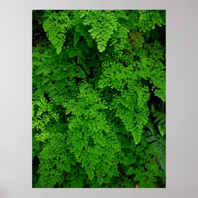 Hawaiian Ferns Poster (Front)