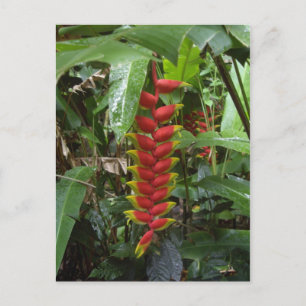 Hawaiian Firecracker Postcard