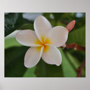 Hawaiian floral poster