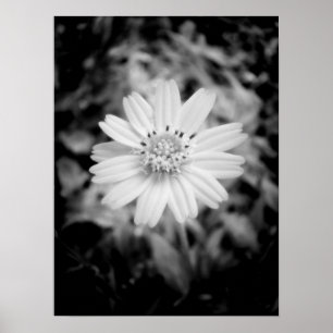 Hawaiian Flower B&W Poster