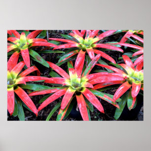 Hawaiian Flower Poster